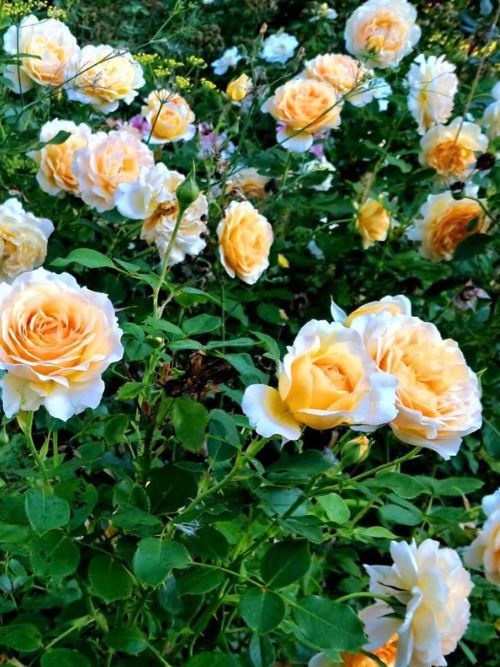 Perfume Miracle, syn. Pachnidlo – gefüllte, duftende Beetrose in Goldgelb bis Apricot mit Noten von Mango, Litschi und Melone