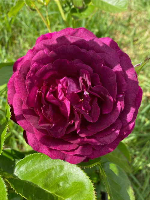Twilight Zone Rose im Container – gefüllte, tief violett-purpurfarbene Beetrose mit Duft