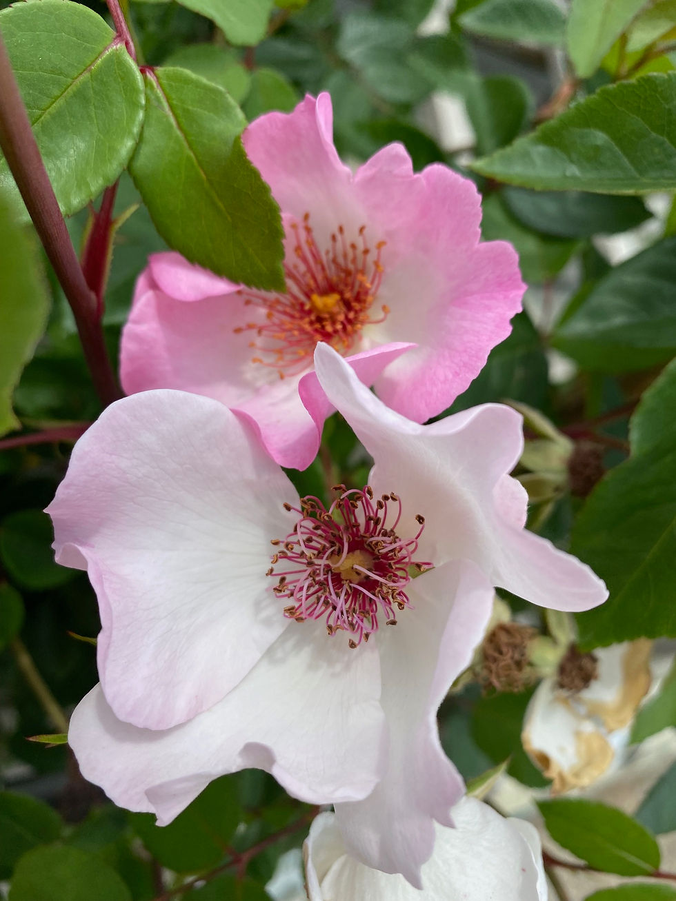Lens Roses; rosa mit weißer Mitte; Sourire d Isabelle; Kletterrose; besonders; bienenfreundlich; ungefüllt; hellrosa; Garten