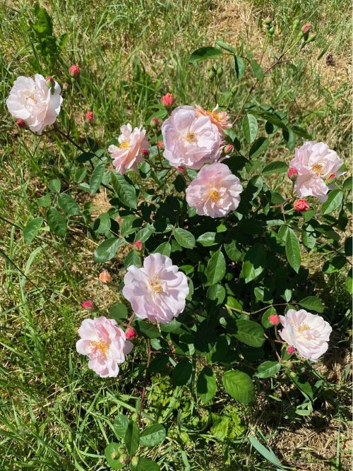 Cornelia – bienenfreundliche Strauchrose von Reverend Pemberton (1925) in Rosa