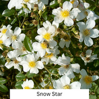Rose Snow Star