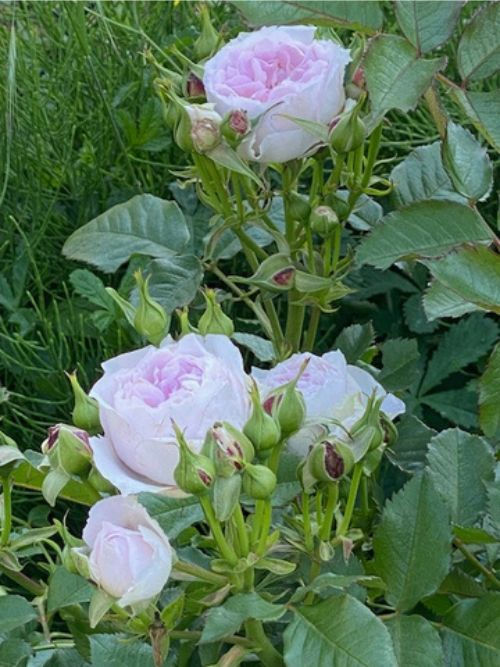 Parbleu 23 Rose im Topf – blau-rosa Beetrose von Barni (2023); gefüllt, duftend und modern