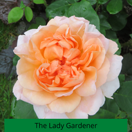 The Lady Gardener