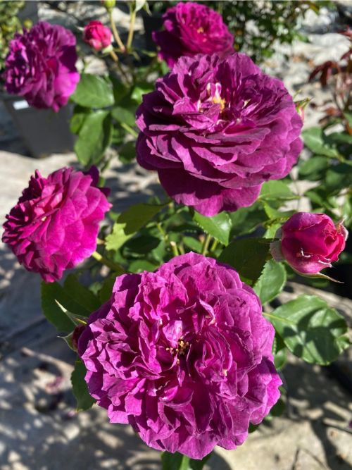 Ebb Tide Floribunda – lila Beetrose mit starkem Duft