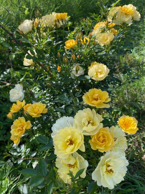 Sun Cover Rose im Container – gelbe, öfterblühende Bodendeckerrose für Bienen und Insekten