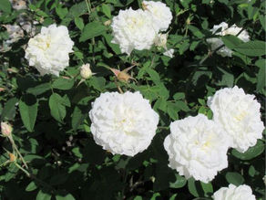 Susan Williams-Ellis – winterharte David Austin Rose