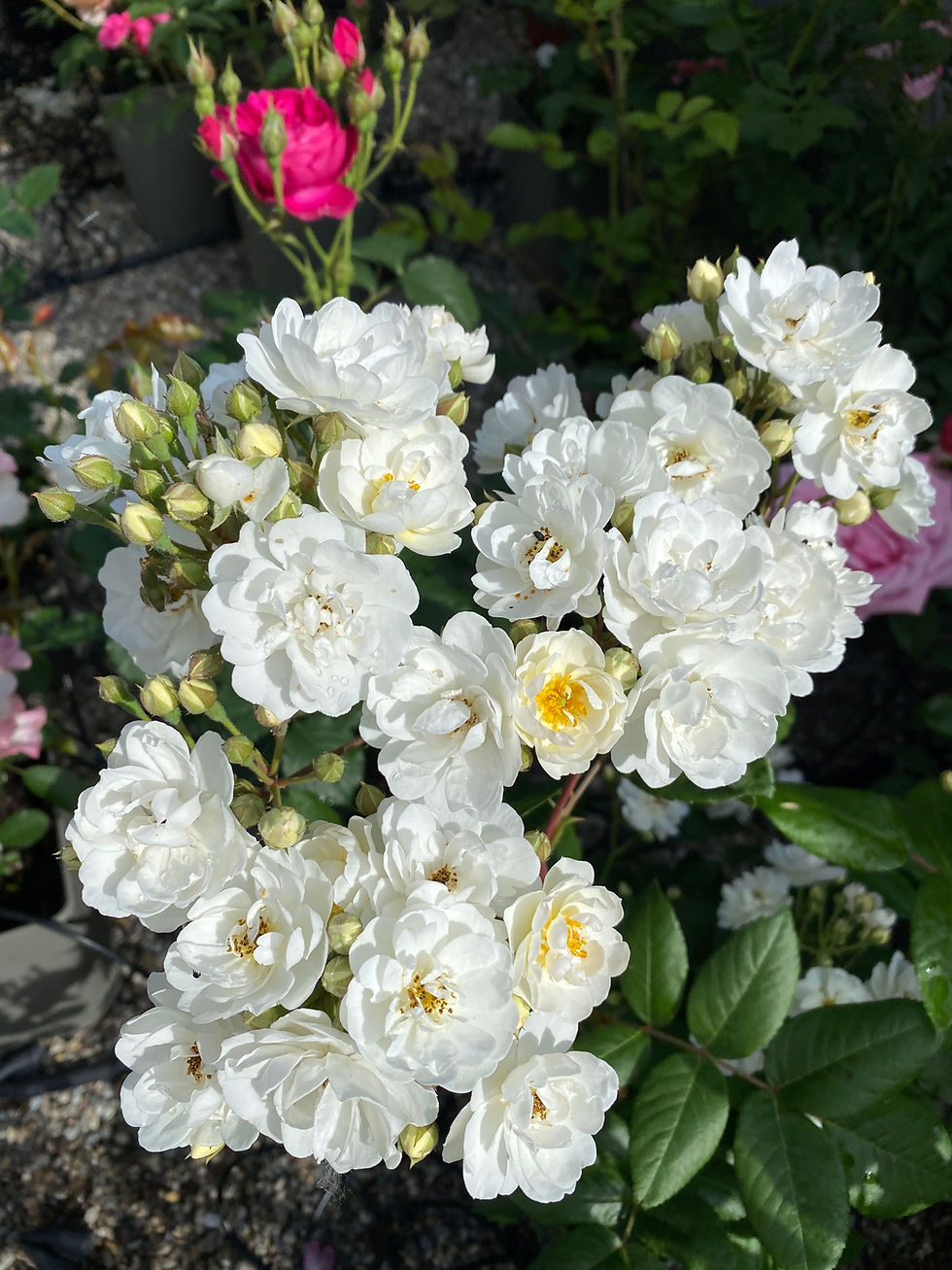 weiße Strauchrose; mit Duft; Lens Roses; Waterloo; Containerrose; Duftrose; Rosengarten; Deutschland; Schaugarten; Bayern