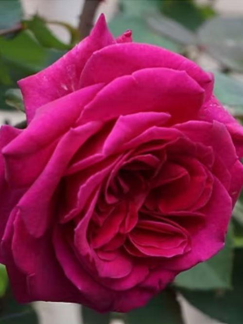 Blackberry Nip Rose im Topf – Edelrose von Somerfield Neuseeland in tiefem Purpur mit starkem Duft