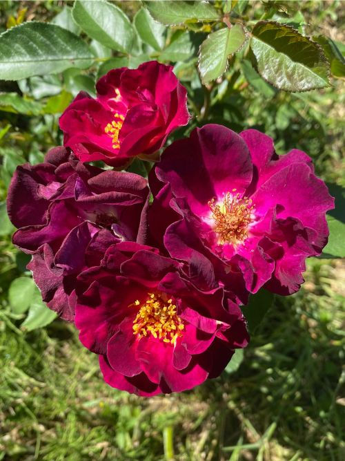 Route 66 – duftende Kleinstrauchrose in Purpur-Violett mit leuchtend gelben Staubgefäßen