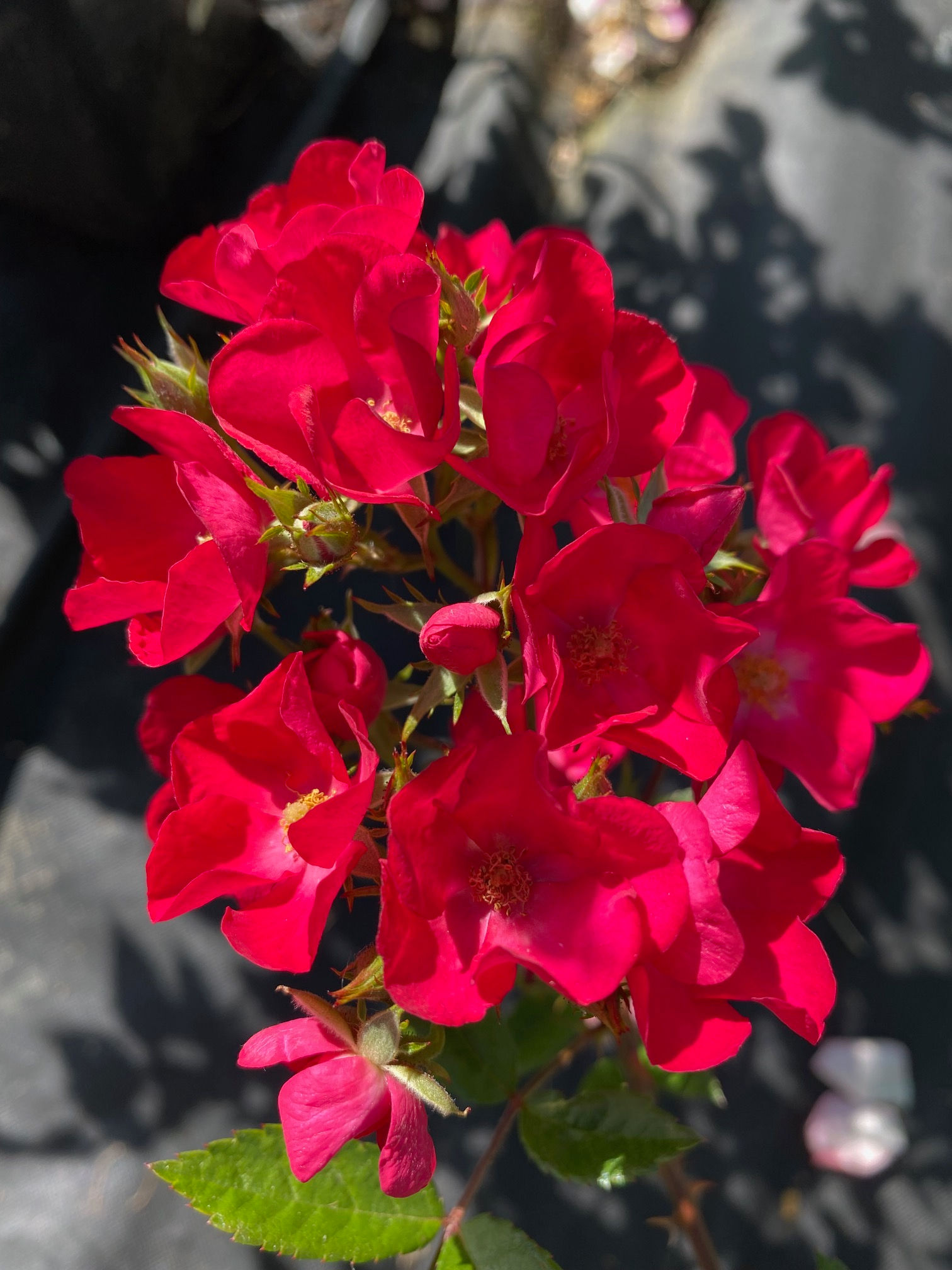 Paganini; Lens Roses; Strauchrose; kräftig; intensiv; rot; ungefüllt; bienenfreundlich; Halbschatten; Ramblerrose; Gartenrose