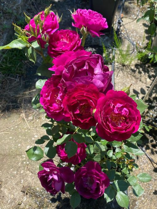 Royal Celebration – bienenfreundliche, tief purpur-violette Duftrose mit Nelken-Noten