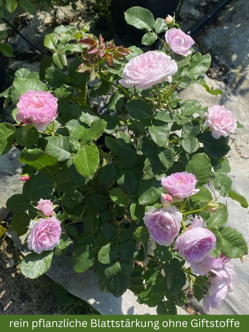 Rose Parbleu 23 im Container – niedrige Beetrose in Rosa, kompakt und buschig von Barni aus der Toskana in Italien