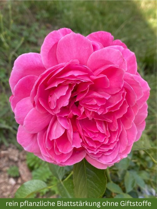 Raspberry Rose im Topf – rosa essbare Beetrose von Pheno Geno (2018) mit Himbeeraroma und starkem Duft nach Bonbons