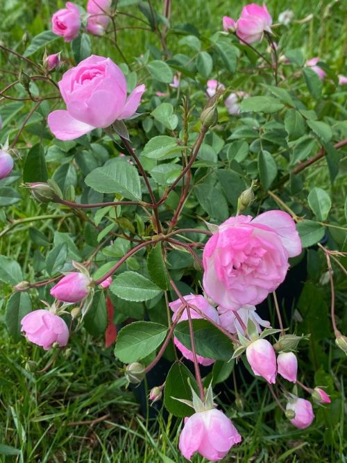Mozart's Lady Rose im 6l-Topf – gesunde, rosa-weiße Moschata-Rose von John Scarman (2003) mit Kugelblüten