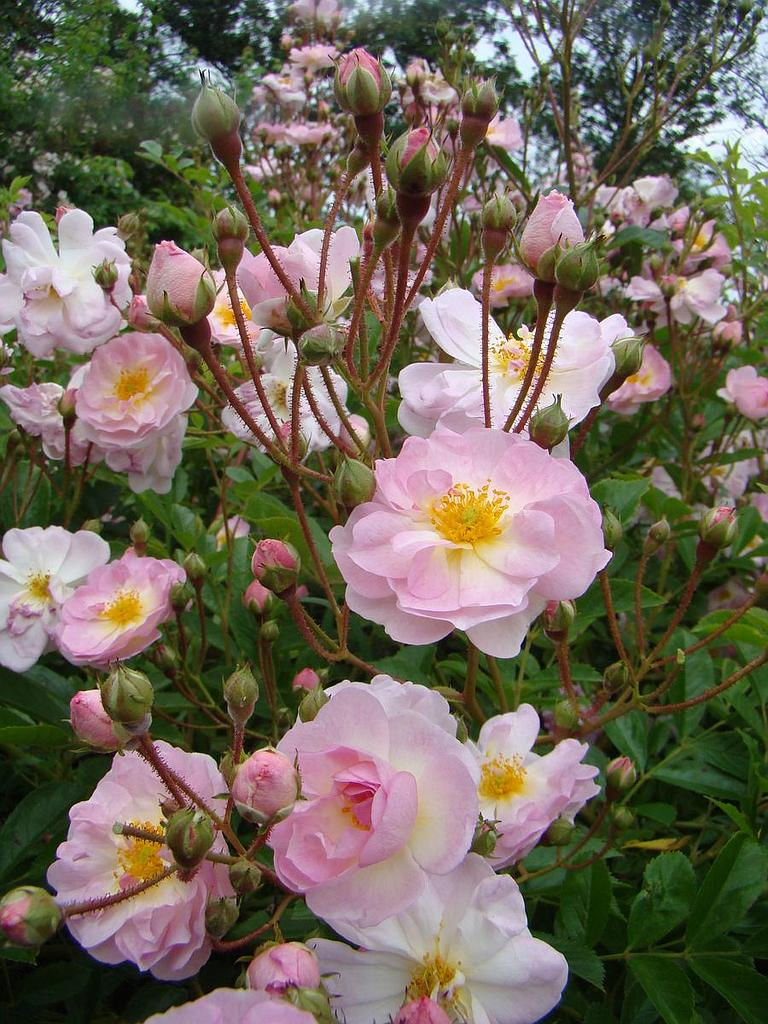 Lens; Rose; Henrianne de Gerlache; rosa; Duft Rosa multiflora; bienenfreundlich; Strauchrose; Topfrose; Containerrose