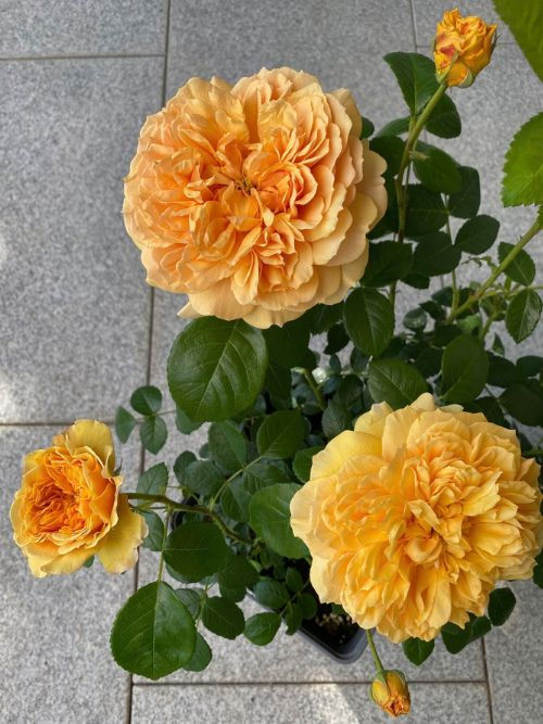 Leah Tutu im 6l-Container – goldgelbe Rose von Colin P. Horner, 2009 von Peter Beales Roses eingeführt