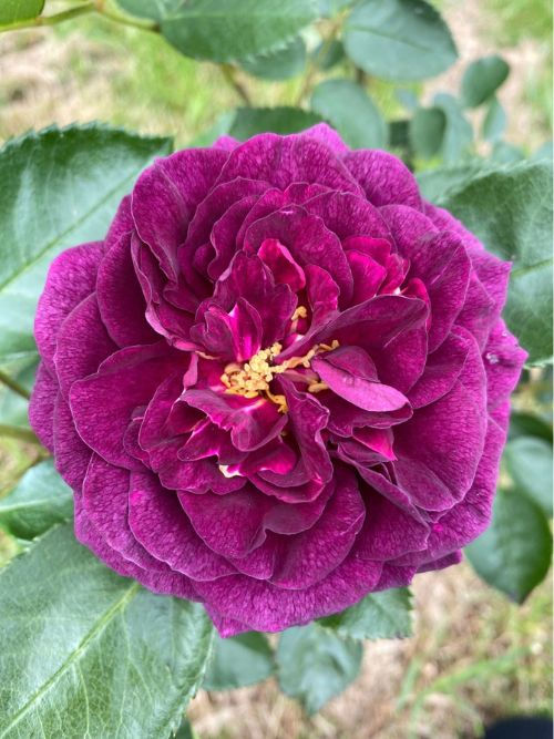 Ebb Tide Rose im 6l-Topf, syn. Purple Eden – tiefviolette Beetrose von Tom Carruth (USA) mit würzigem Duft