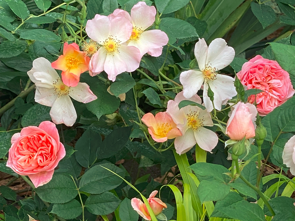 Gefüllte, halb gefüllte und ungefüllte Rosen im Rosenbeet