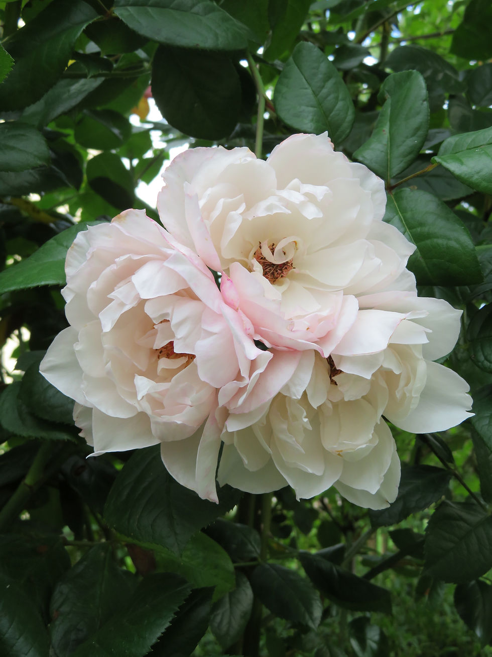 The Generous Gardener; Englische Rose; Kletterrose; zart rosa; halbgefüllt; Hagebutten bildend; David Austin; große Blüten