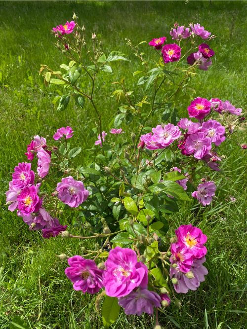 Purple Skyliner Rose – bienenfreundliche Ramblerrose in Violett von Cowlishaw England