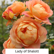 Rose Lady of Shalott