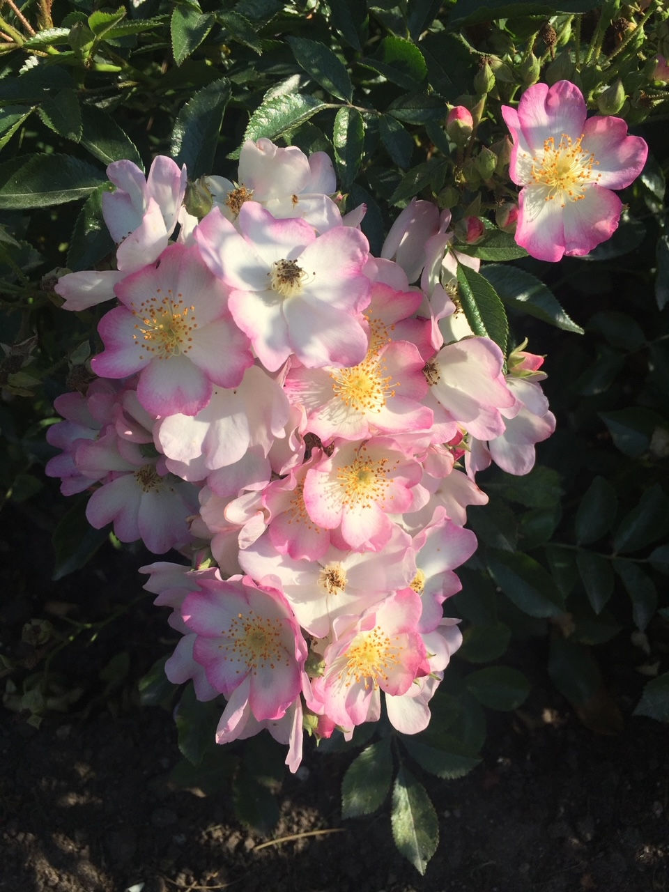 Blüte; Robe Fleurie; Topfrose; Lens Rose; bienenfreundlich; Rosa; die schönsten Kleinstrauchrosen; leicht duftend