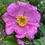 Miniaturbild: rosa rox; Lampion; Wildrose; gelbe Hagebutten; Igelrose; Igelhagebutten; besondere Hagebutten; Rose; Lens; Belgien; Strauch
