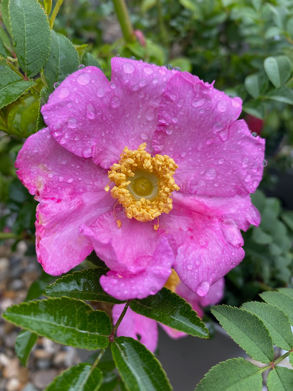rosa rox; Lampion; Wildrose; gelbe Hagebutten; Igelrose; Igelhagebutten; besondere Hagebutten; Rose; Lens; Belgien; Strauch