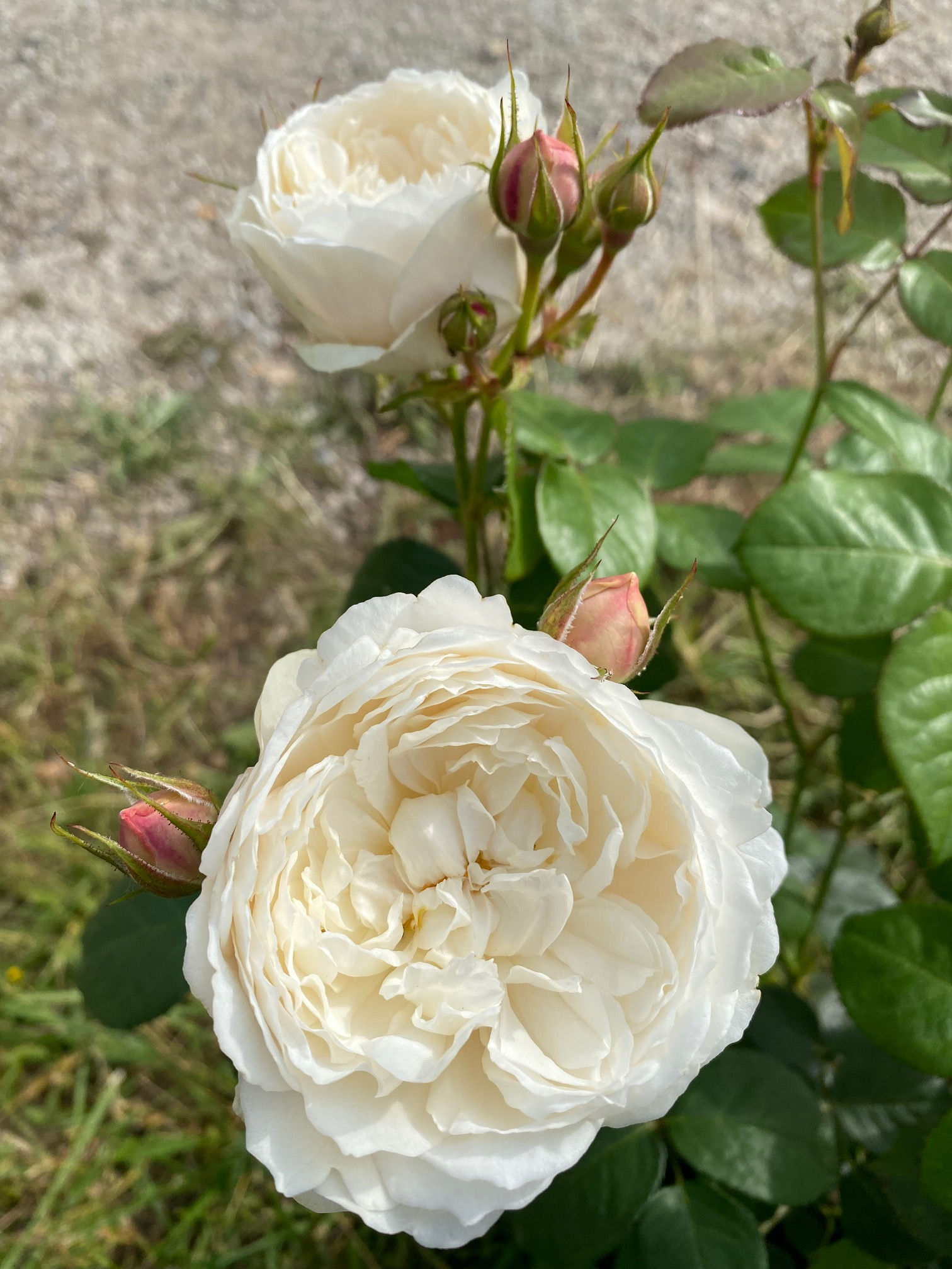 Rose; William & Catherine; weiss; Floristik; Rose für den Schnitt; creme; nach Myrrhe duftend; Containerrose kaufen; Bayern