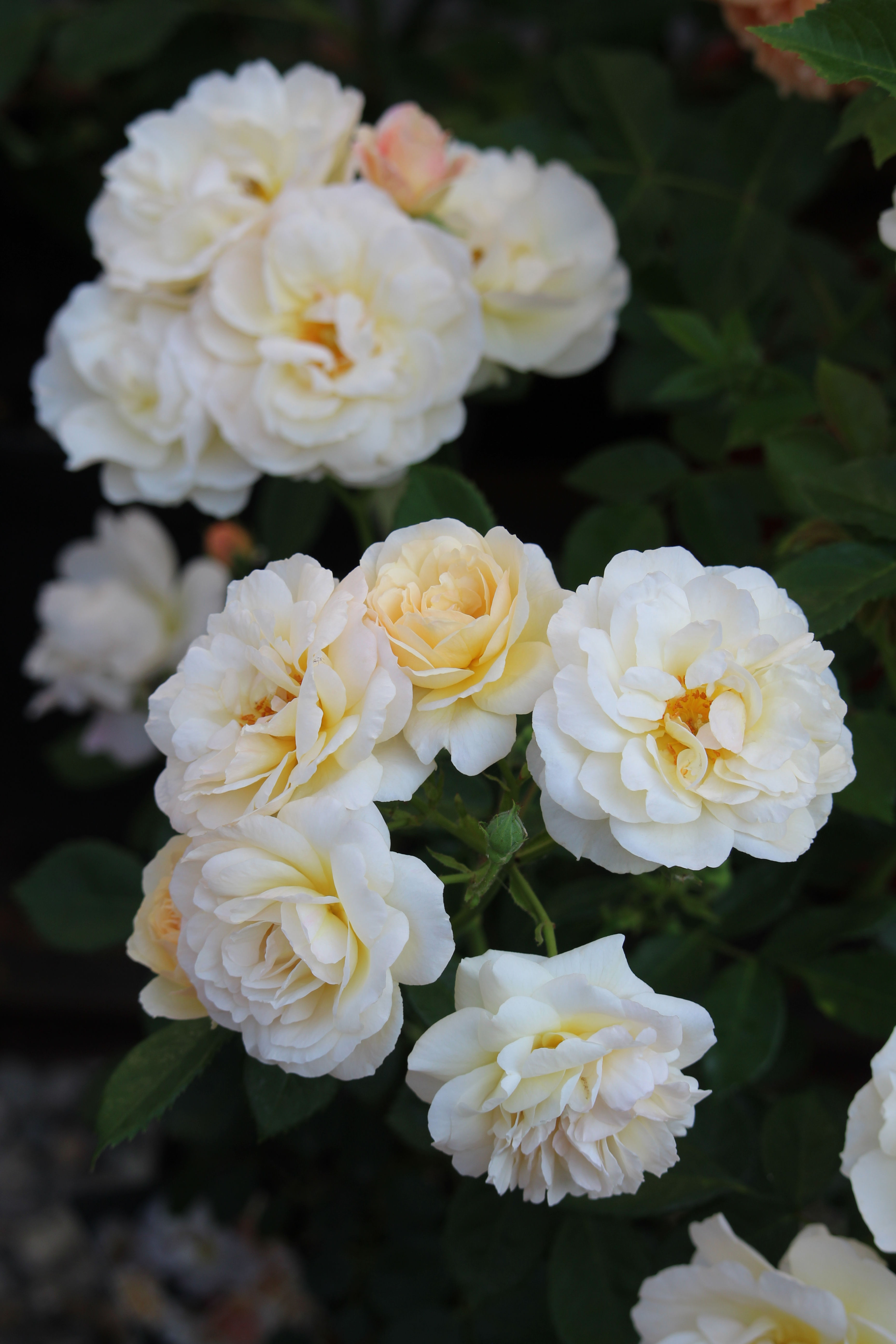 Comtesse Andre d'Oultremont; Lens Roses; kleine Strauchrose; aprikot; creme; rosa; Topfrose; Containerrose; bienenfreundlich
