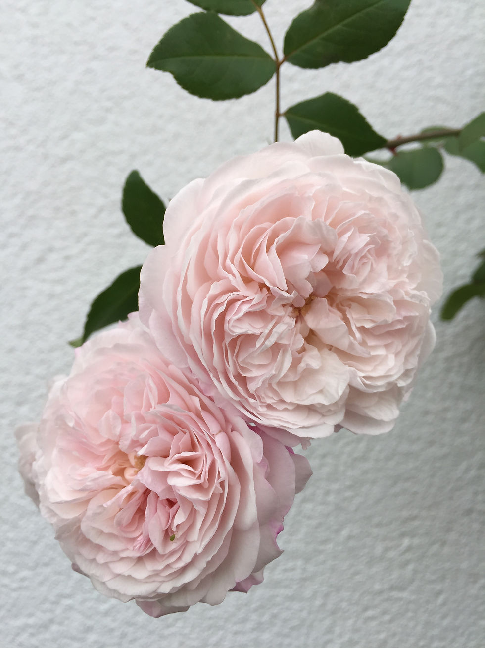 David Austin Rose; The Albrighton Rambler; Englische Rose; Topfrose; Ramblerrose; rosa; zu Weiß verblassend; Gartenrose