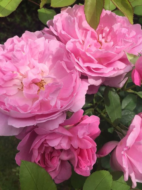 David Austin Roses; Englische Rose; Mary Rose; Alte Rose; Containerrose; Topfrose; Duftrose; pink; rosa; gefüllt; für Bienen