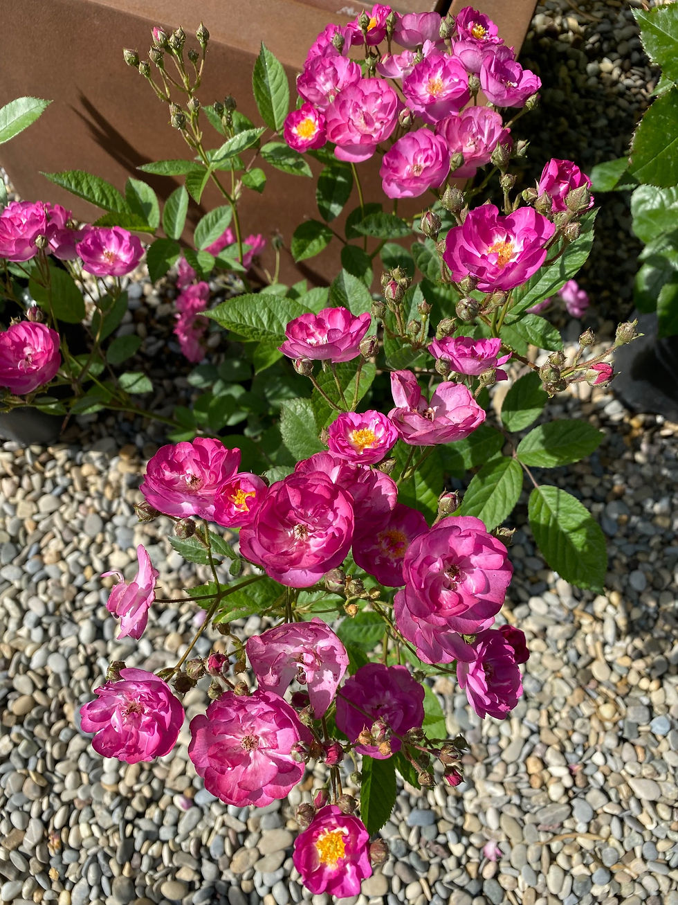Lens Roses; Sibelius; Schnittblume; für Vase; Gartenrose; Strauchrose mit Duft; bienenfreundlich; Containerrose
