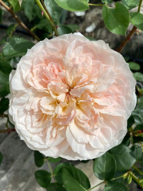 AniStar Aroma Rose – zarte apricot-rosa Beetrose mit intensivem Duft aus Serbien