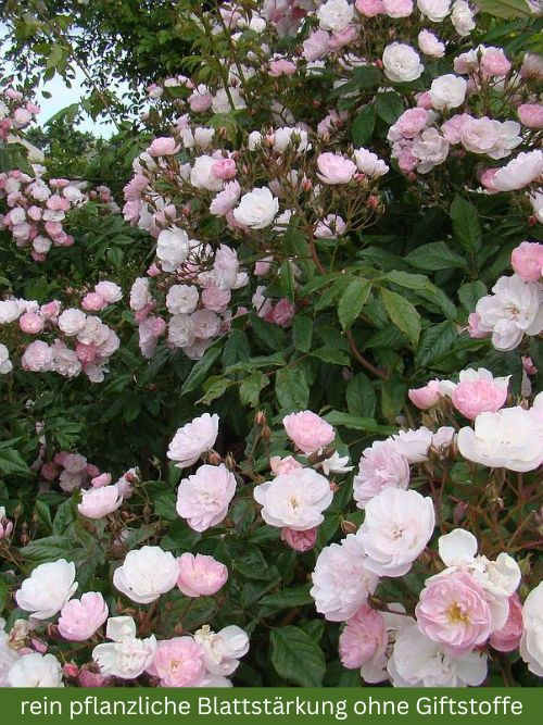 Dentelle de Malines als Containerrose von Louis Lens – Strauchrose und Rambler mit zartrosa Blüten in Rosettenform