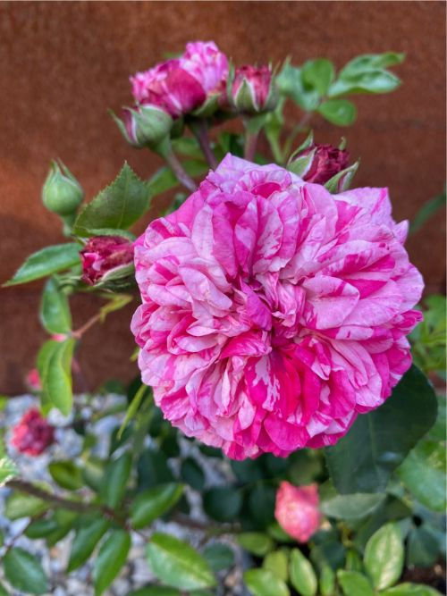 Gaudy Pixie – duftende, gestreifte niedrige Rose für den Garten und Kübel