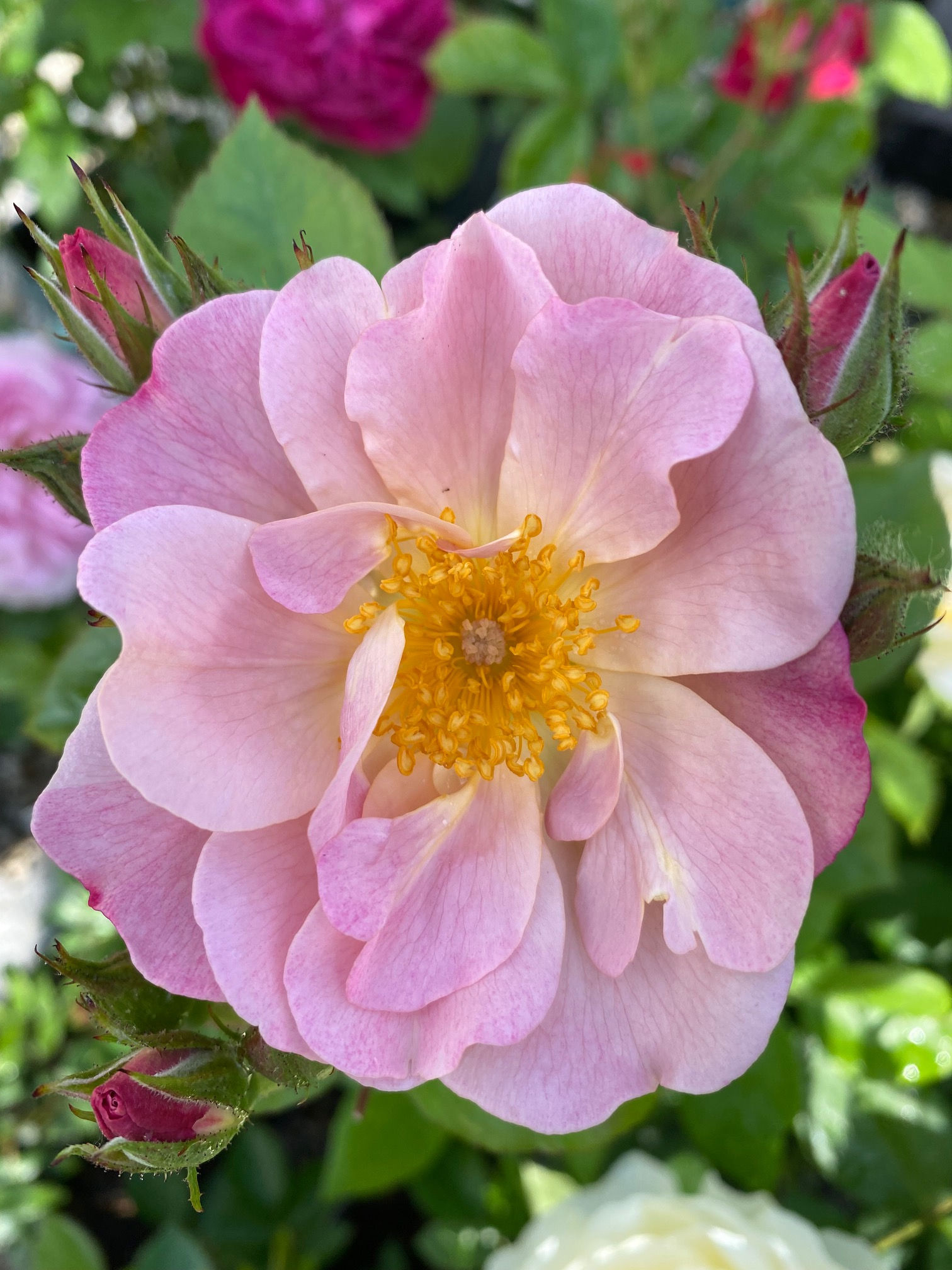Gravin Michel d'Ursel; Lens; Rose; bienenfreundlich; Strauchrose; duftend; Beetrose; flieder; rosa; Topfrose; halb gefüllt