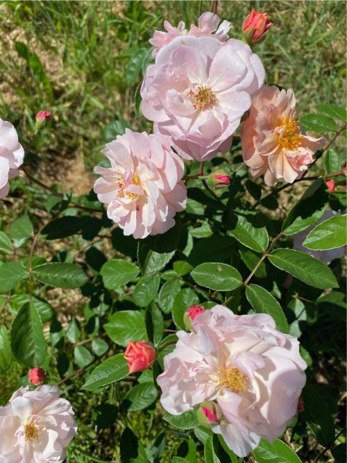 Cornelia Rose – lachsrosa, stark duftende und fast stachellose Moschusrose im Container