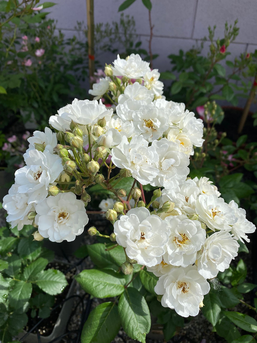 Rose; Waterloo; Lens; weiss; Strauchrose; duftend; Topfrose; bienenfreundlich; öfterblühen; gesund; hitzetauglich