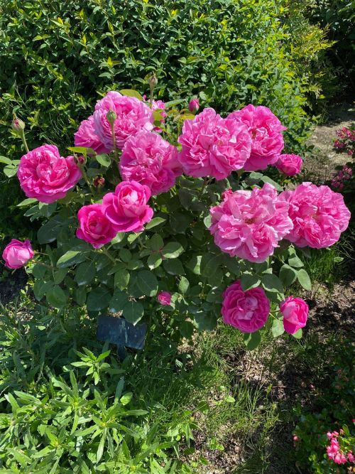 Rose Paul Neyron – historische Strauch- und Duftrose mit tiefrosa Blüten von Antoine Levet