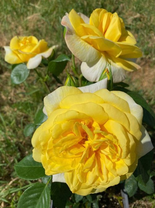 Chinatown Rose im 6l-Topf – gelbe, stark duftende Strauchrose mit rosa Rand vom Züchter Poulsen (1963) für Beete und Kübel