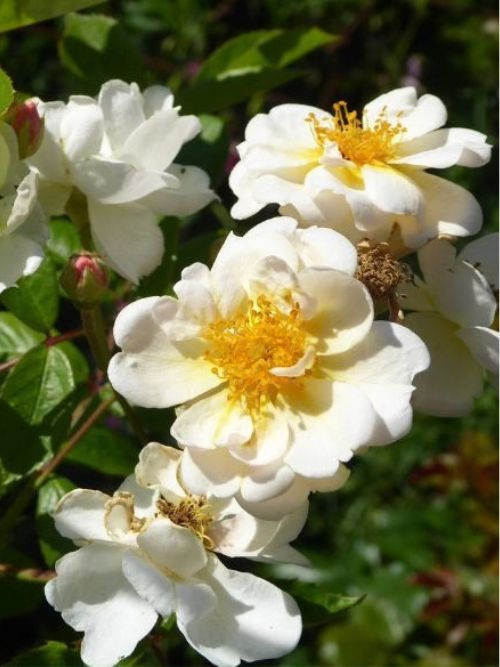 Trier im 6l-Topf – Moschata-Rose mit süßem, nelkenartigem Moschusduft