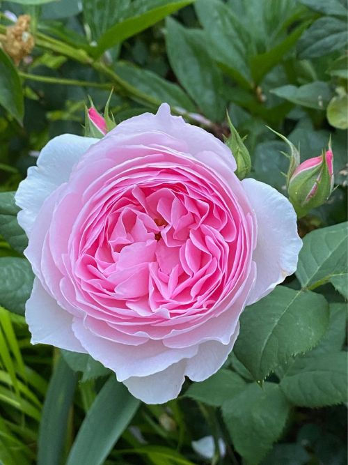 Rose The Ancient Mariner im Topf – rosa Englische Strauchrose mit Myrrhe-Duft von David Austin Roses (2015), große Blüten