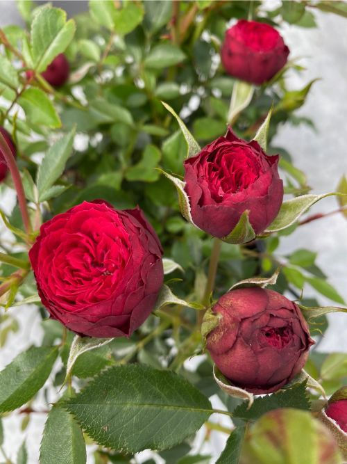 Mauve Pixie Rose – reichblühende, rote Bodendeckerrose für Kübel und Garten