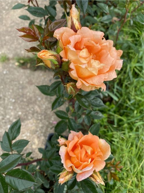 Rose Bridge of Sighs – duftende Kletterrose mit halbgefüllten Blüten in Apricot-Orange und glänzendem Laub