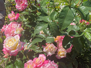Gartenrosen im Beet richtig düngen