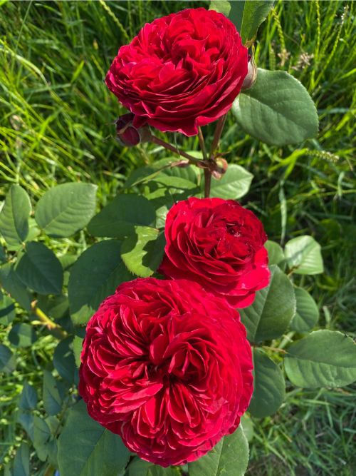 Andre Rieu Rose – pink-rote, essbare Rose aus der serbischen Sense of Love-Kollektion