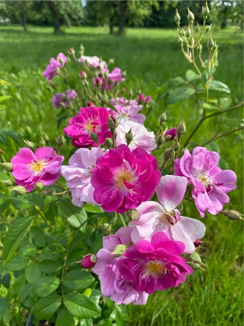 Purple Skyliner – lila bis mauve-graue Ramblerrose mit duftenden Blütenbüscheln