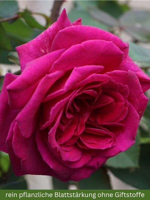 Blackberry Nip Rose im Topf – Edelrose von Somerfield Neuseeland in tiefem Purpur mit starkem Duft