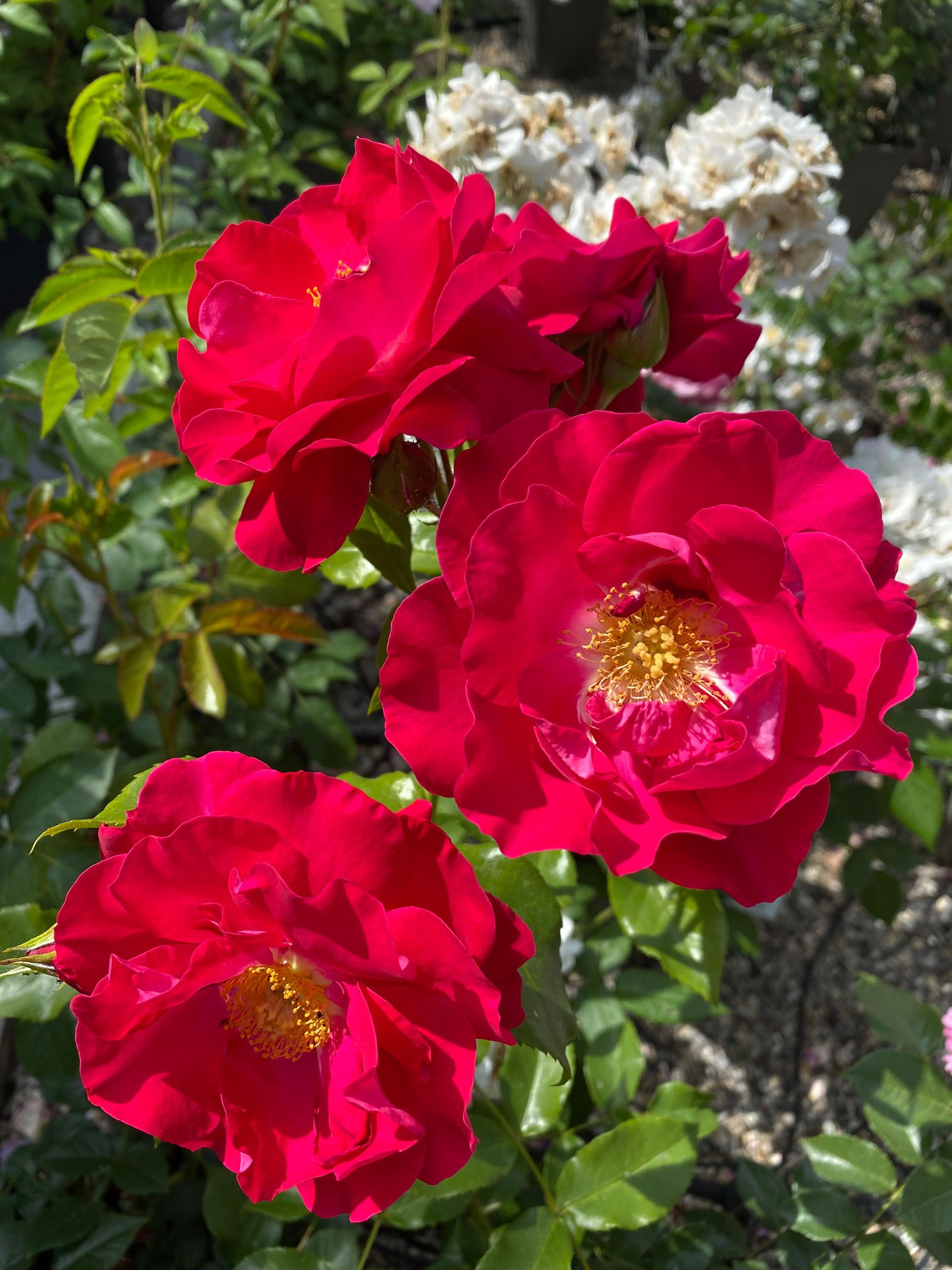 Lens; Rose; Garance; Beetrose; rot; leuchtend; Gartenrose; Strauchrose; Containerrose; bienenfreundlich; duftend; Topfrose